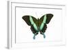 Peacock Swallowtailed Butterfly Papilio Blumei Study Against White Background-Darrell Gulin-Framed Photographic Print