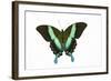 Peacock Swallowtailed Butterfly Papilio Blumei Study Against White Background-Darrell Gulin-Framed Photographic Print