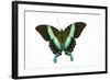 Peacock Swallowtailed Butterfly Papilio Blumei Study Against White Background-Darrell Gulin-Framed Photographic Print