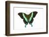 Peacock Swallowtailed Butterfly Papilio Blumei Study Against White Background-Darrell Gulin-Framed Photographic Print