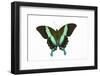 Peacock Swallowtailed Butterfly Papilio Blumei Study Against White Background-Darrell Gulin-Framed Photographic Print