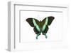 Peacock Swallowtailed Butterfly Papilio Blumei Study Against White Background-Darrell Gulin-Framed Photographic Print