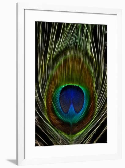 Peacock tail feather eye of Blue-Darrell Gulin-Framed Photographic Print