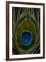 Peacock tail feather eye of Blue-Darrell Gulin-Framed Photographic Print