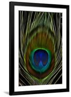 Peacock tail feather eye of Blue-Darrell Gulin-Framed Photographic Print