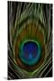 Peacock tail feather eye of Blue-Darrell Gulin-Mounted Photographic Print