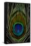 Peacock tail feather eye of Blue-Darrell Gulin-Framed Stretched Canvas