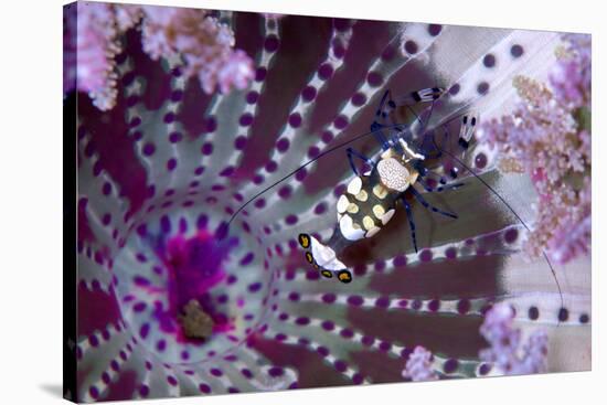 Peacock-Tail Shrimp (Periclimenes Brevicarpalis) With Sea Anemone (Actinodendron Glomeratum)-Constantinos Petrinos-Stretched Canvas