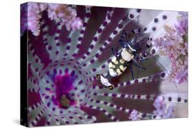 Peacock-Tail Shrimp (Periclimenes Brevicarpalis) With Sea Anemone (Actinodendron Glomeratum)-Constantinos Petrinos-Stretched Canvas