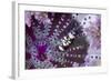 Peacock-Tail Shrimp (Periclimenes Brevicarpalis) With Sea Anemone (Actinodendron Glomeratum)-Constantinos Petrinos-Framed Photographic Print