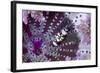 Peacock-Tail Shrimp (Periclimenes Brevicarpalis) With Sea Anemone (Actinodendron Glomeratum)-Constantinos Petrinos-Framed Photographic Print