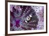 Peacock-Tail Shrimp (Periclimenes Brevicarpalis) With Sea Anemone (Actinodendron Glomeratum)-Constantinos Petrinos-Framed Photographic Print