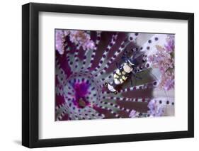 Peacock-Tail Shrimp (Periclimenes Brevicarpalis) With Sea Anemone (Actinodendron Glomeratum)-Constantinos Petrinos-Framed Photographic Print