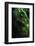 Peacock Tail-Incado-Framed Photographic Print