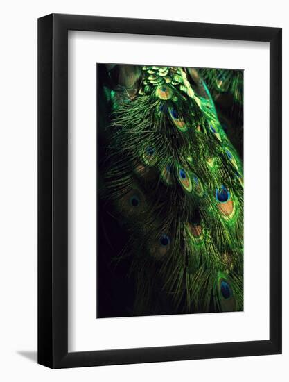 Peacock Tail-Incado-Framed Photographic Print