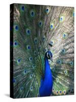 Peacock, Thessalonica, Macedonia, Greece, Europe-Godong-Stretched Canvas
