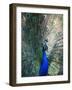 Peacock, Thessalonica, Macedonia, Greece, Europe-Godong-Framed Photographic Print