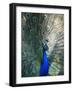 Peacock, Thessalonica, Macedonia, Greece, Europe-Godong-Framed Photographic Print