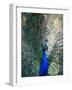 Peacock, Thessalonica, Macedonia, Greece, Europe-Godong-Framed Photographic Print