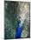 Peacock, Thessalonica, Macedonia, Greece, Europe-Godong-Mounted Photographic Print