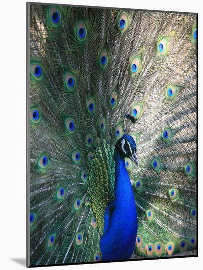 Peacock, Thessalonica, Macedonia, Greece, Europe-Godong-Mounted Photographic Print