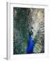 Peacock, Thessalonica, Macedonia, Greece, Europe-Godong-Framed Photographic Print