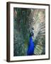 Peacock, Thessalonica, Macedonia, Greece, Europe-Godong-Framed Photographic Print