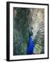 Peacock, Thessalonica, Macedonia, Greece, Europe-Godong-Framed Photographic Print