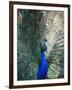 Peacock, Thessalonica, Macedonia, Greece, Europe-Godong-Framed Photographic Print