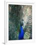 Peacock, Thessalonica, Macedonia, Greece, Europe-Godong-Framed Photographic Print