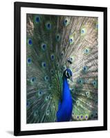 Peacock, Thessalonica, Macedonia, Greece, Europe-Godong-Framed Photographic Print