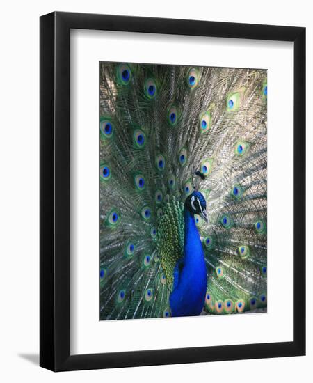 Peacock, Thessalonica, Macedonia, Greece, Europe-Godong-Framed Premium Photographic Print