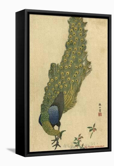 Peacock Trailing-null-Framed Stretched Canvas