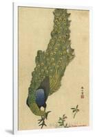 Peacock Trailing-null-Framed Art Print