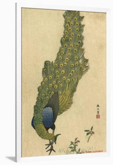 Peacock Trailing-null-Framed Art Print