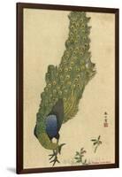 Peacock Trailing-null-Framed Art Print