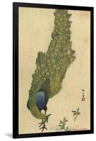 Peacock Trailing-null-Framed Art Print