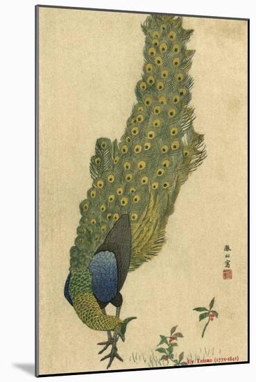 Peacock Trailing-null-Mounted Art Print