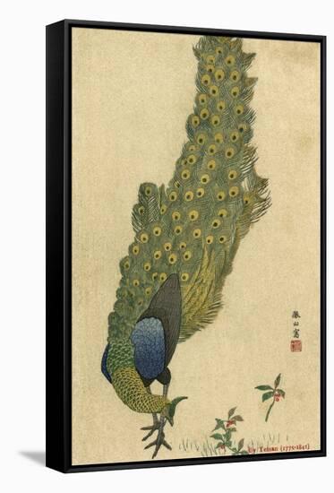 Peacock Trailing-null-Framed Stretched Canvas