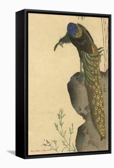 Peacock Trailing-null-Framed Stretched Canvas