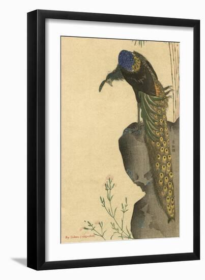 Peacock Trailing-null-Framed Art Print