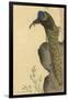 Peacock Trailing-null-Framed Art Print
