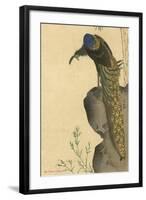 Peacock Trailing-null-Framed Art Print