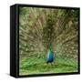 Peacock With Beautiful Feathers Outdoors-NejroN Photo-Framed Stretched Canvas