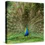 Peacock With Beautiful Feathers Outdoors-NejroN Photo-Stretched Canvas