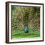 Peacock With Beautiful Feathers Outdoors-NejroN Photo-Framed Photographic Print