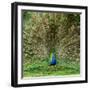 Peacock With Beautiful Feathers Outdoors-NejroN Photo-Framed Photographic Print