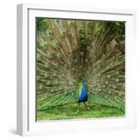 Peacock With Beautiful Feathers Outdoors-NejroN Photo-Framed Photographic Print