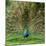 Peacock With Beautiful Feathers Outdoors-NejroN Photo-Mounted Photographic Print