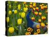 Peacock with Tulips, Keukenhof Gardens, Amsterdam, Netherlands-Keren Su-Stretched Canvas